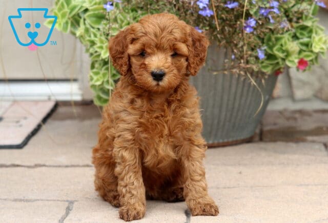 Mason Cockapoo image