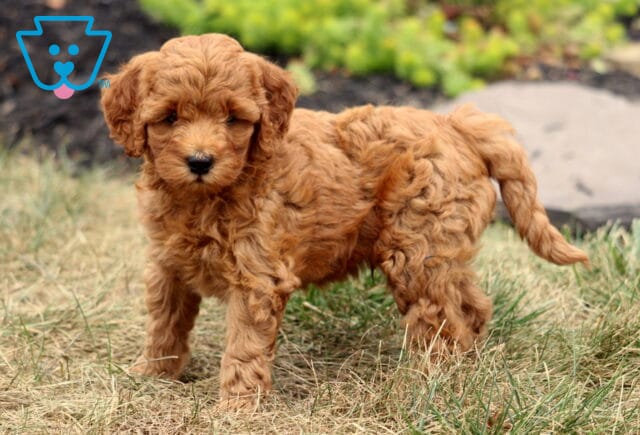 Mason Cockapoo2 image