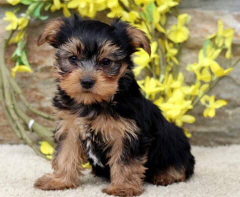 Fluffy Yorkie puppy sitting on a tan carpet, gazing at the camera with a curious expression, framed by a stone wall and bright yellow spring flowers.