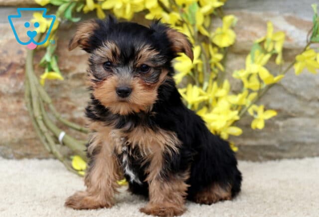 Fluffy Yorkie puppy sitting on a tan carpet, gazing at the camera with a curious expression, framed by a stone wall and bright yellow spring flowers. image