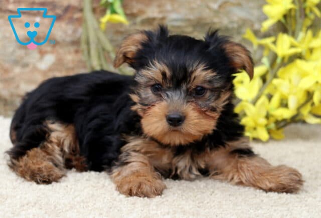Cute Yorkie puppy lying down with front paws outstretched on a soft cream carpet, looking alert in front of yellow flowers and a stone wall backdrop. image
