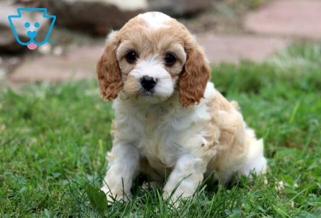 Matilda Cavapoo image
