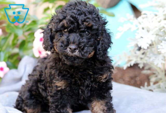 Max Mini Poodle image