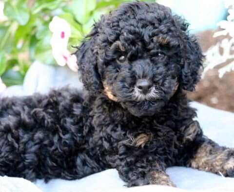 Max Mini Poodle2