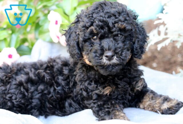 Max Mini Poodle2 image