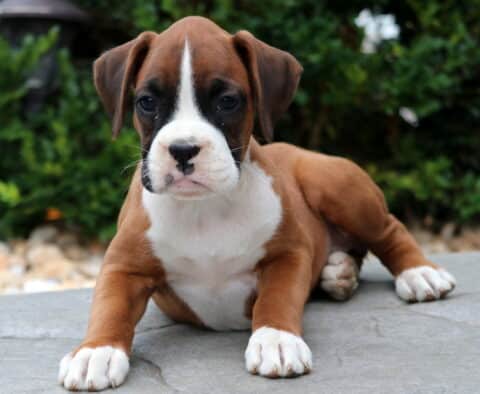Boxer puppy with a white blaze on its face and chest lying down on a stone patio, front paws stretched forward and eyes focused on the camera.