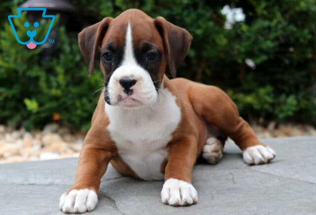 Boxer puppy with a white blaze on its face and chest lying down on a stone patio, front paws stretched forward and eyes focused on the camera. image