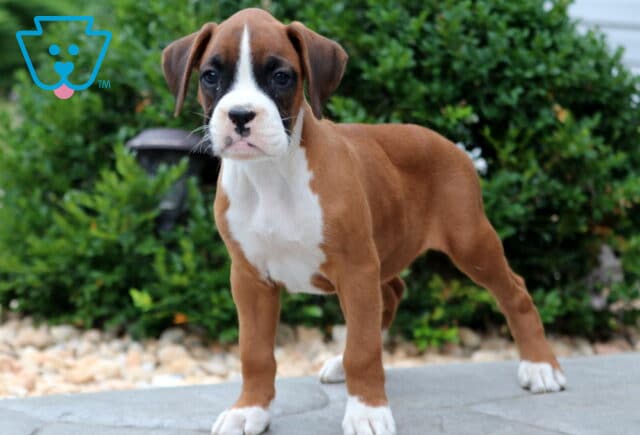 Boxer puppy with a bright white chest and face blaze standing tall on a stone patio, showing off its lean build against a green bush backdrop. image