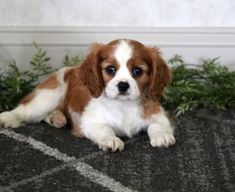 Mckenzie Cavalier