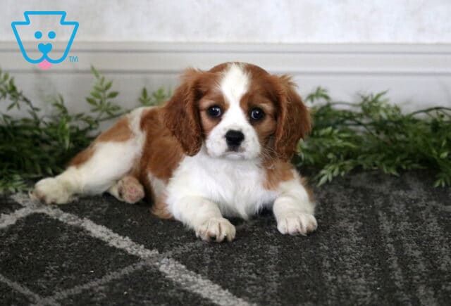 Mckenzie Cavalier image