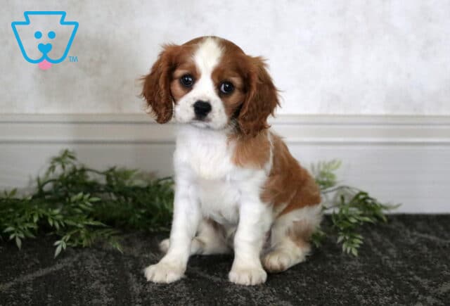 Mckenzie Cavalier2 image