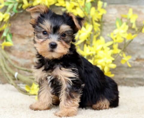 Yorkie puppy with fluffy black and tan fur sitting on a light carpet, looking sweetly at the camera with yellow flowers and a stone wall in the background.