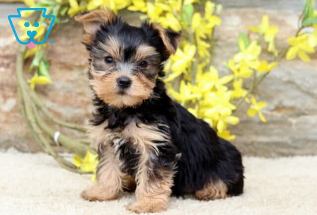 Yorkie puppy with fluffy black and tan fur sitting on a light carpet, looking sweetly at the camera with yellow flowers and a stone wall in the background. image