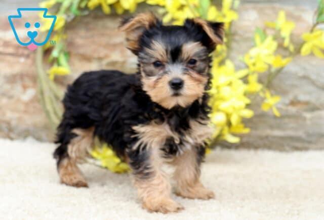 Standing Yorkie puppy with a fluffy black and tan coat, looking directly at the camera while posing in front of a rustic stone wall and bright yellow flowers. image