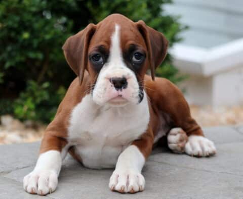 Boxer puppy with a white blaze and dark eye patches lying down on a stone patio, resting with its front paws stretched forward.