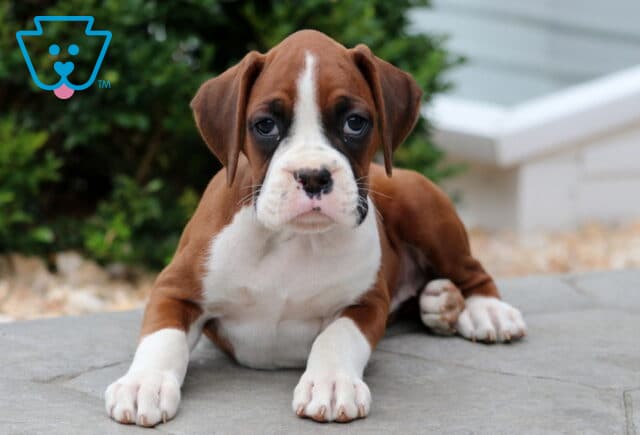 Boxer puppy with a white blaze and dark eye patches lying down on a stone patio, resting with its front paws stretched forward. image