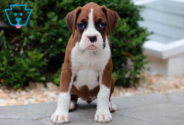 Boxer puppy with a white blaze, dark muzzle, and white paws sitting upright on a stone patio with greenery in the background. image