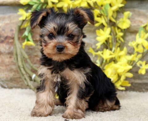 Alert and adorable Yorkie puppy sitting upright on a soft carpet with perked ears, a shiny black and tan coat, and bright yellow flowers in the background.