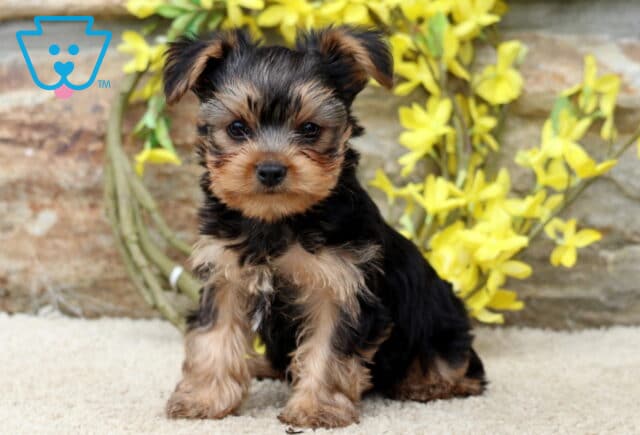 Alert and adorable Yorkie puppy sitting upright on a soft carpet with perked ears, a shiny black and tan coat, and bright yellow flowers in the background. image