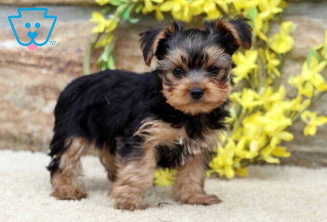 Yorkie puppy standing confidently on a soft carpet, looking directly at the camera with perked ears, in front of a stone wall and bright yellow flowers. image