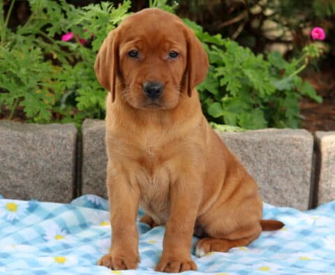Fox red Lab puppy sitting upright on a blue checkered blanket, showing off its wrinkled coat and calm gaze.