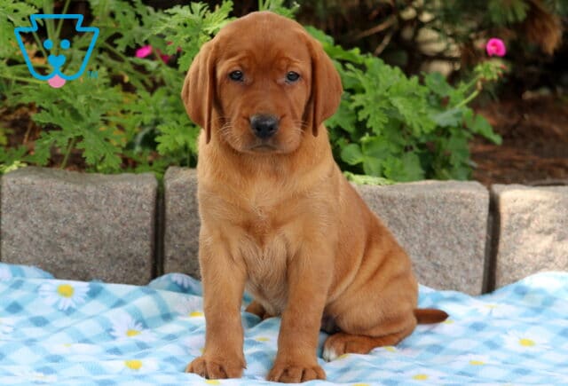 Fox red Lab puppy sitting upright on a blue checkered blanket, showing off its wrinkled coat and calm gaze. image