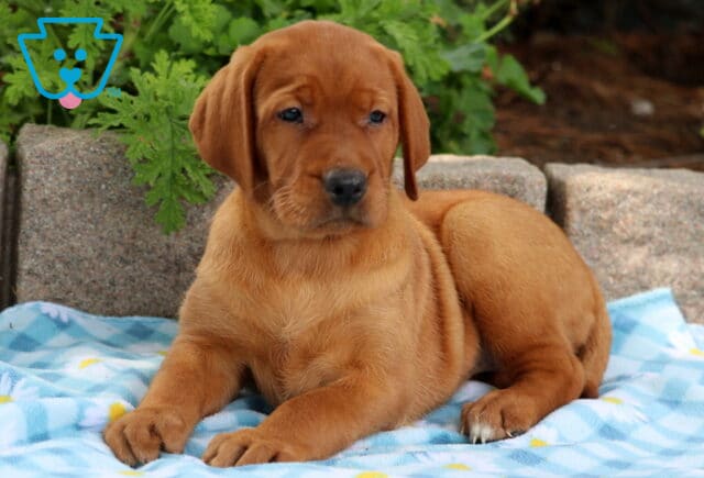Fox red Labrador puppy laying on a blue daisy-patterned blanket, looking calm with soft folds on its coat. image