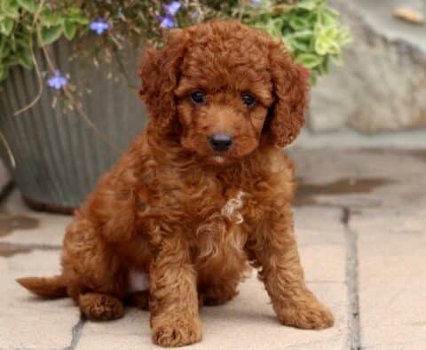 Mighty Cockapoo