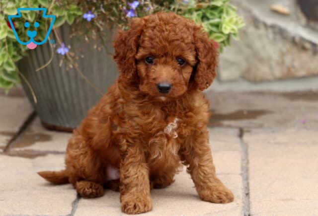 Mighty Cockapoo image