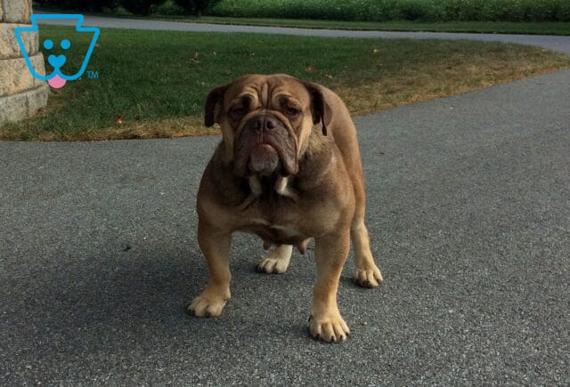 Mighty Skye Olde English Bulldogge Jesse Esh image