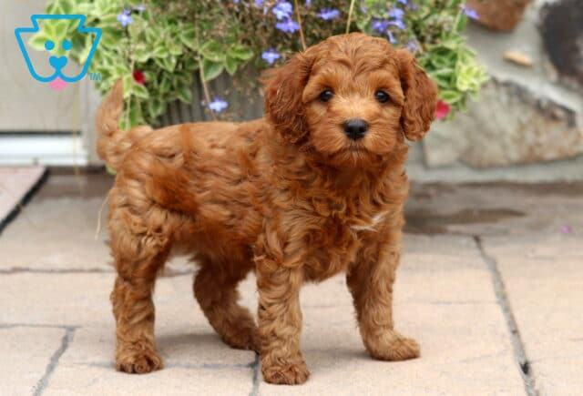 Miles Cockapoo image