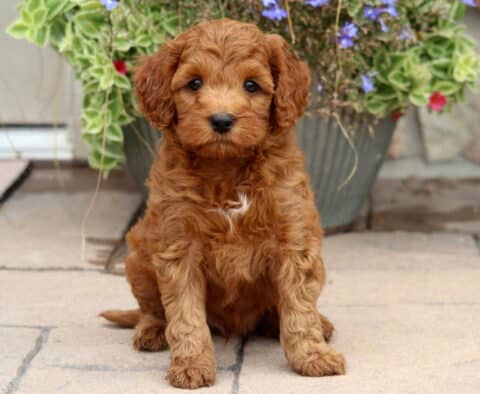 Miles Cockapoo2