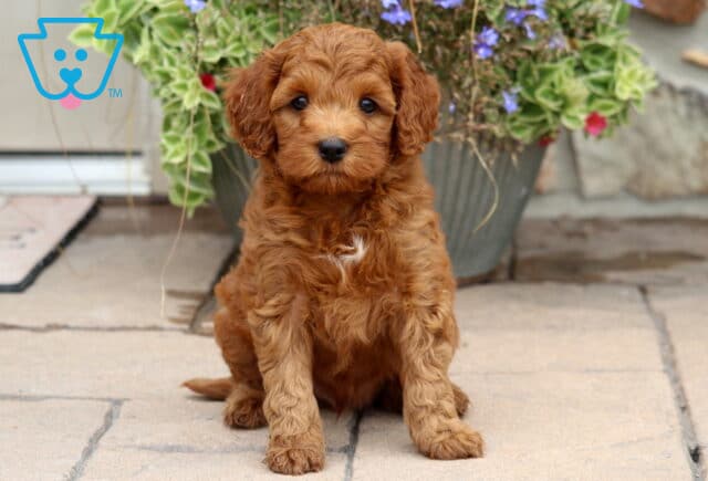 Miles Cockapoo2 image