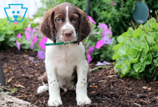 Adorable English Springer Spaniel puppy with a teal collar sitting in a flower garden, surrounded by pink and purple blooms and leafy green plants. image