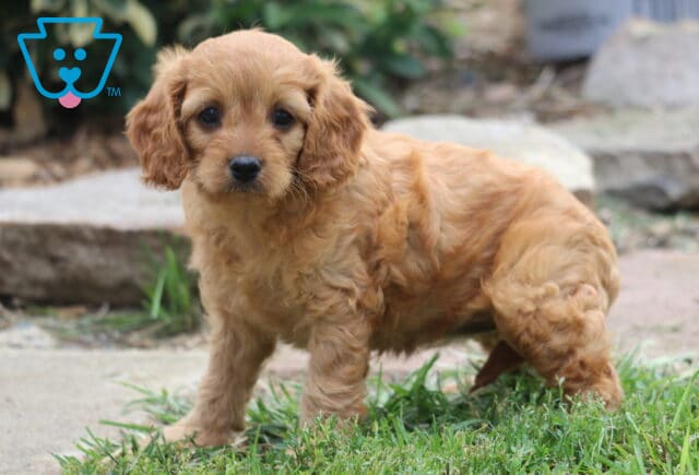 Milly Cavapoo image
