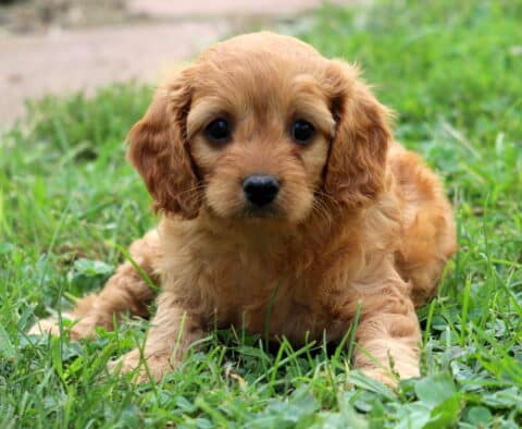 Milly Cavapoo2