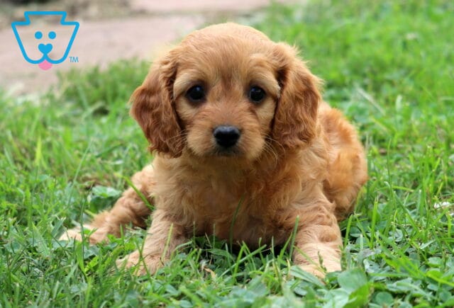 Milly Cavapoo2 image