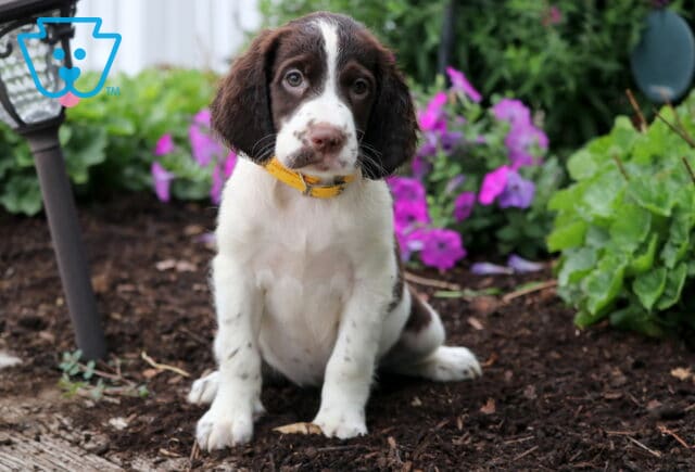 Sweet English Springer Spaniel puppy with a brown and white coat and a yellow collar, sitting on garden soil surrounded by vibrant purple flowers and green plants. image