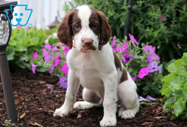Charming English Springer Spaniel puppy with an orange collar sitting in a garden bed, surrounded by vibrant pink and purple flowers and green foliage. image