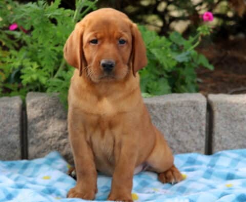Fox red Labrador puppy sitting on a blue blanket with daisies, looking straight ahead with a serious expression.