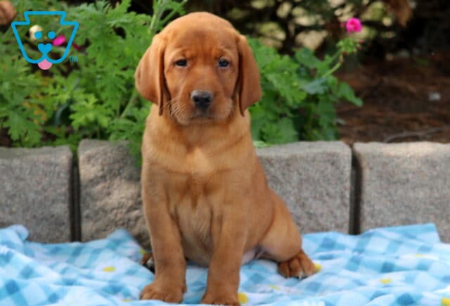 Fox red Labrador puppy sitting on a blue blanket with daisies, looking straight ahead with a serious expression. image