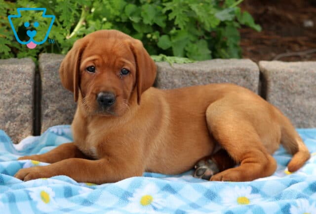 Fox red Labrador puppy laying on a blue blanket with daisies, gazing forward with a gentle expression. image