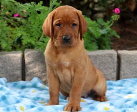 Fox red Labrador puppy sitting alertly on a blue daisy-patterned blanket with a curious look.