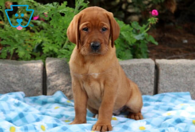 Fox red Labrador puppy sitting alertly on a blue daisy-patterned blanket with a curious look. image