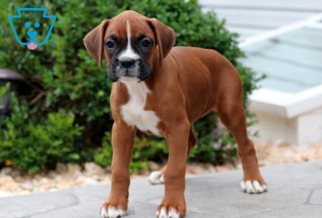 Boxer puppy with a sleek brown coat, white chest, and white paws standing alert on a stone path in front of green bushes. image