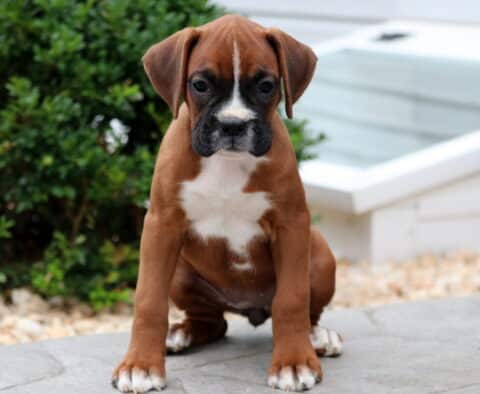 Boxer puppy with a white chest marking and dark muzzle sitting on a stone patio, looking directly at the camera with a serious expression.