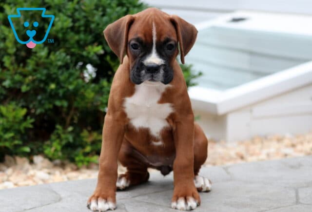 Boxer puppy with a white chest marking and dark muzzle sitting on a stone patio, looking directly at the camera with a serious expression. image