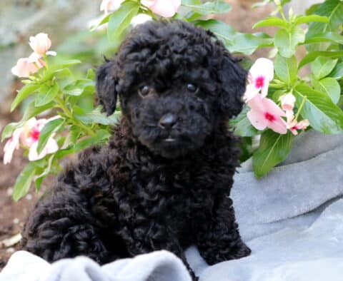Molly Mini Poodle