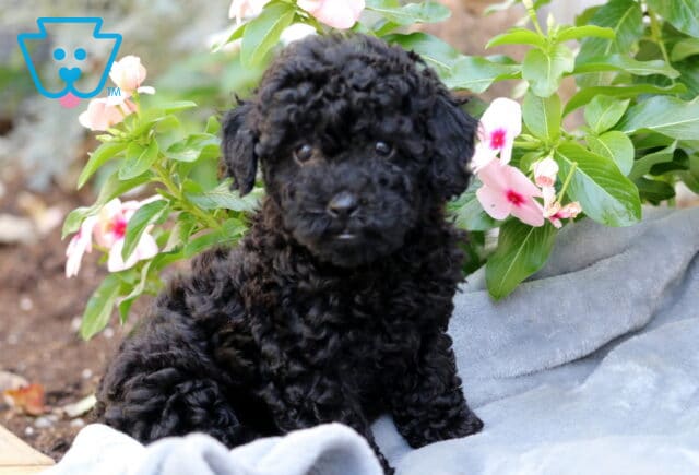 Molly Mini Poodle image