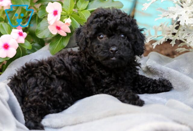 Molly Mini Poodle2 image